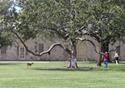 #111 Deer have roamed the quad at Fort Sam since Geronimo was a guest there. 