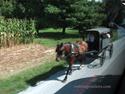 Amish transportation